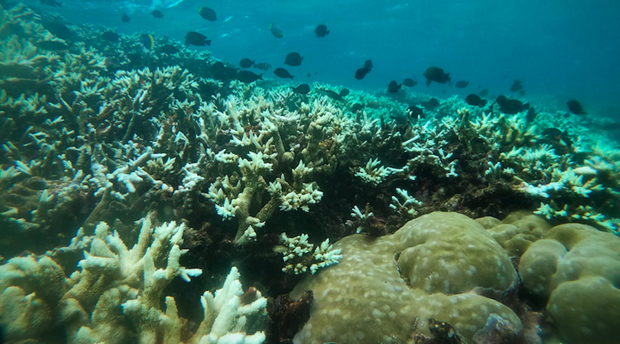 Coral Bleaching in the BANP - BCSS