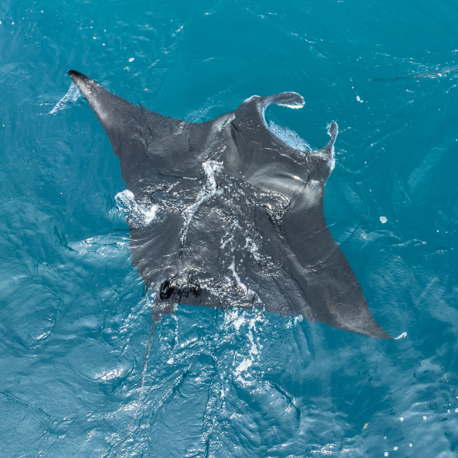reef manta ray on surface aerial