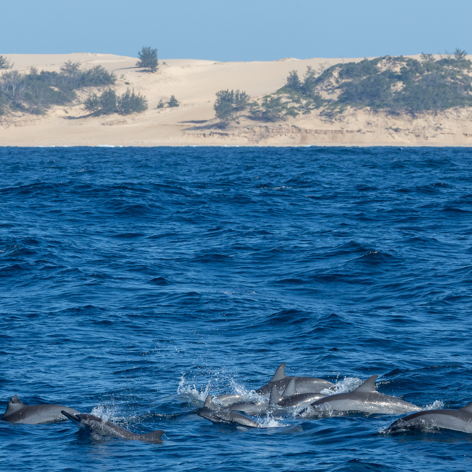 dolphins benguerra island ocean sand dunes bazaruto