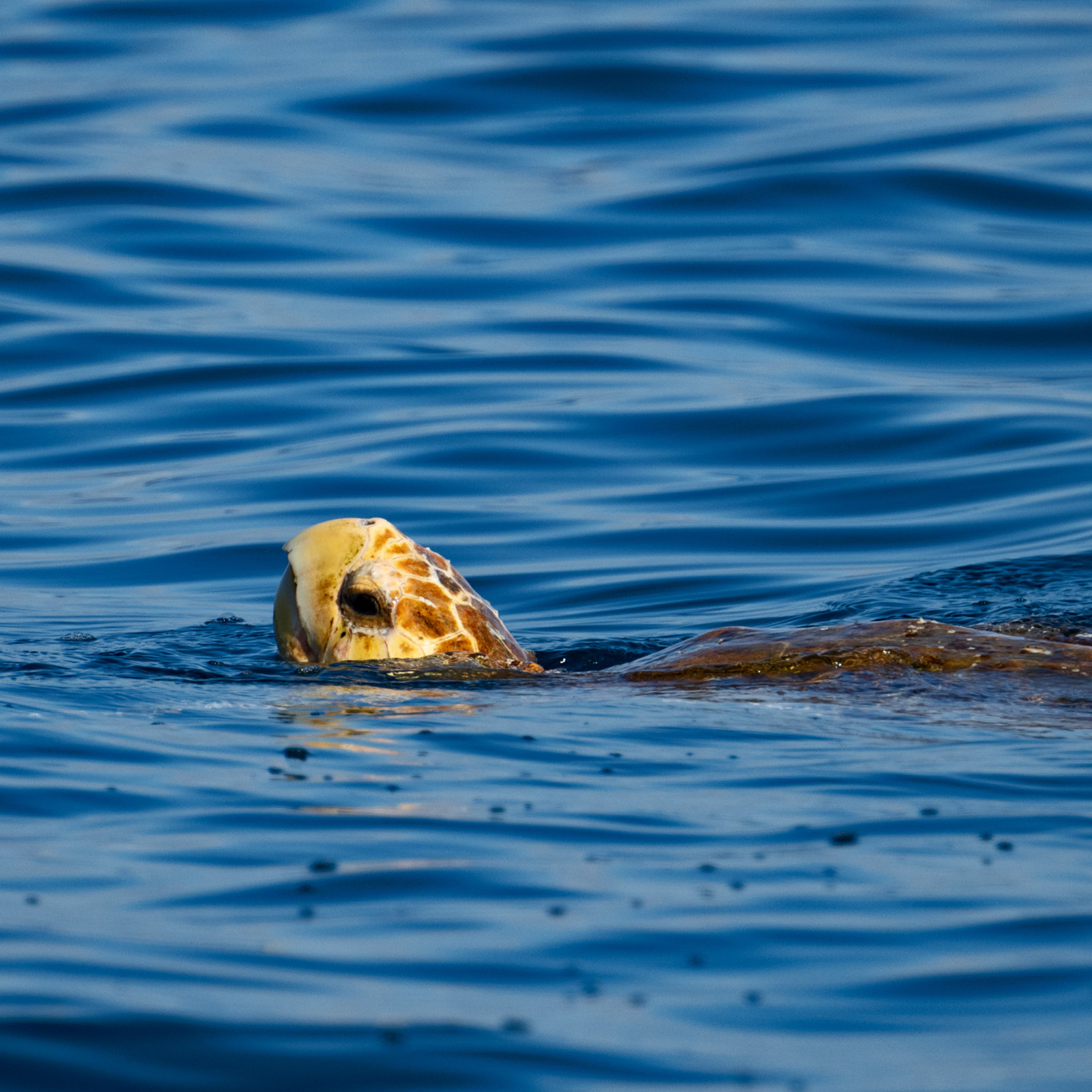 hawskbill turtle ocean breathing air beak