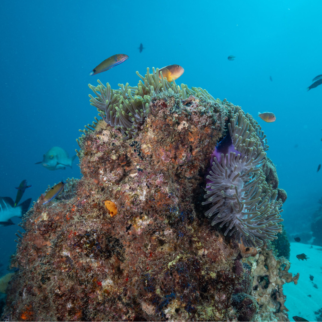 fish bommie underwater clownfish wrasse