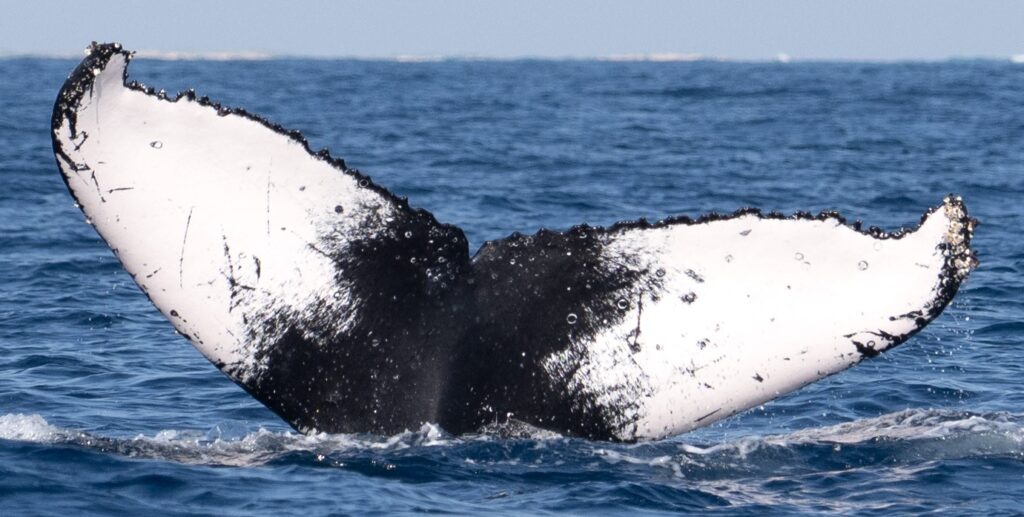Humpback whale flukes. (Orlando Miranda + Salvador Colvee/BCSS)