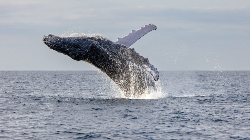 Humpback whale. Whale migration Mozambique