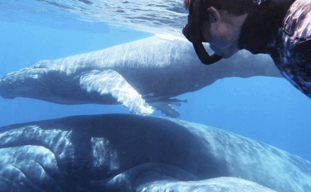 BCSS diver swimming with humpback whales